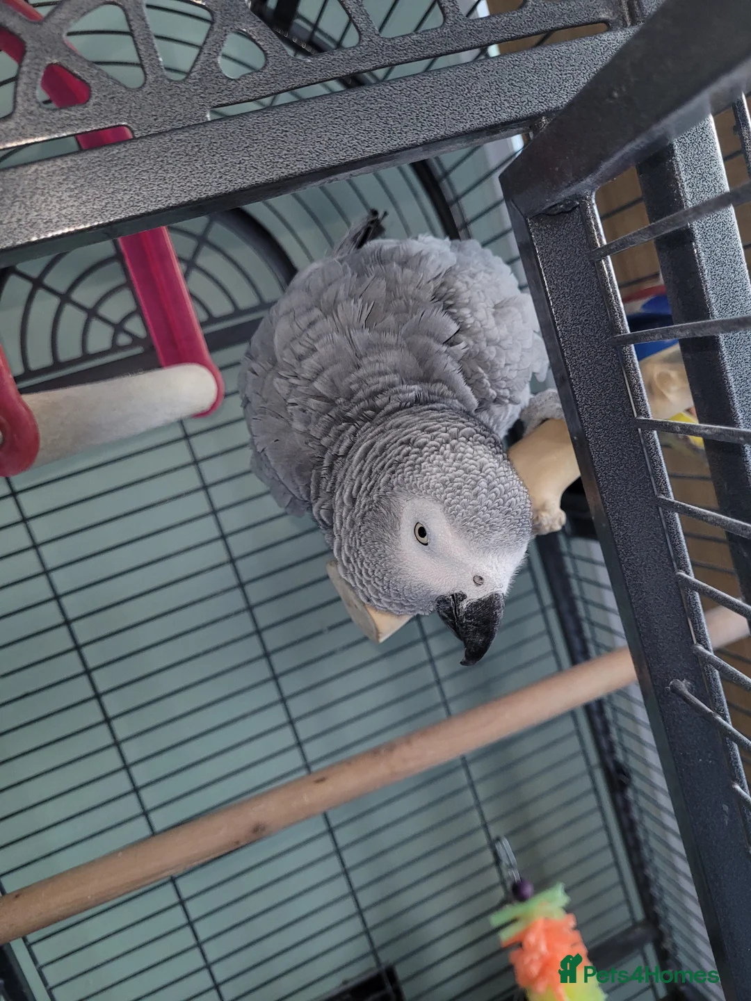 Parrots birds for sale: African parrot  in Kingswinford - Advert 2