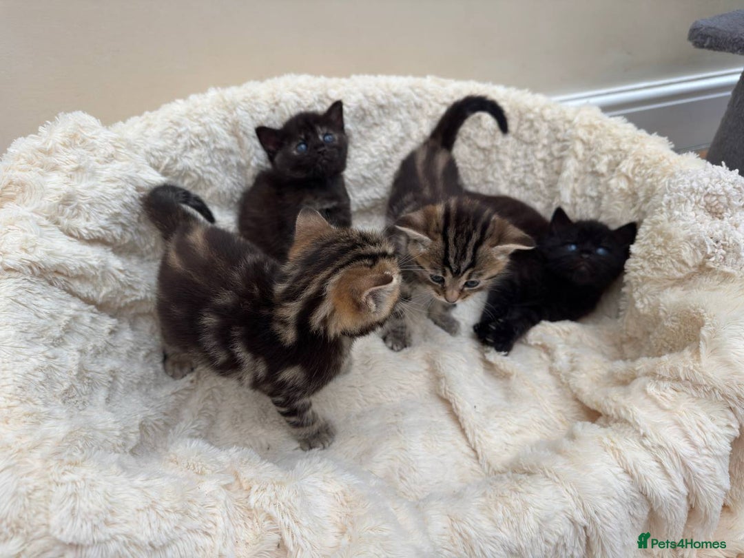 Mixed Breed cats for sale: Adorable Kittens Ready for Loving Homes - Image 14