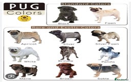 Pug dogs for sale: Pug Puppies  - Image 19