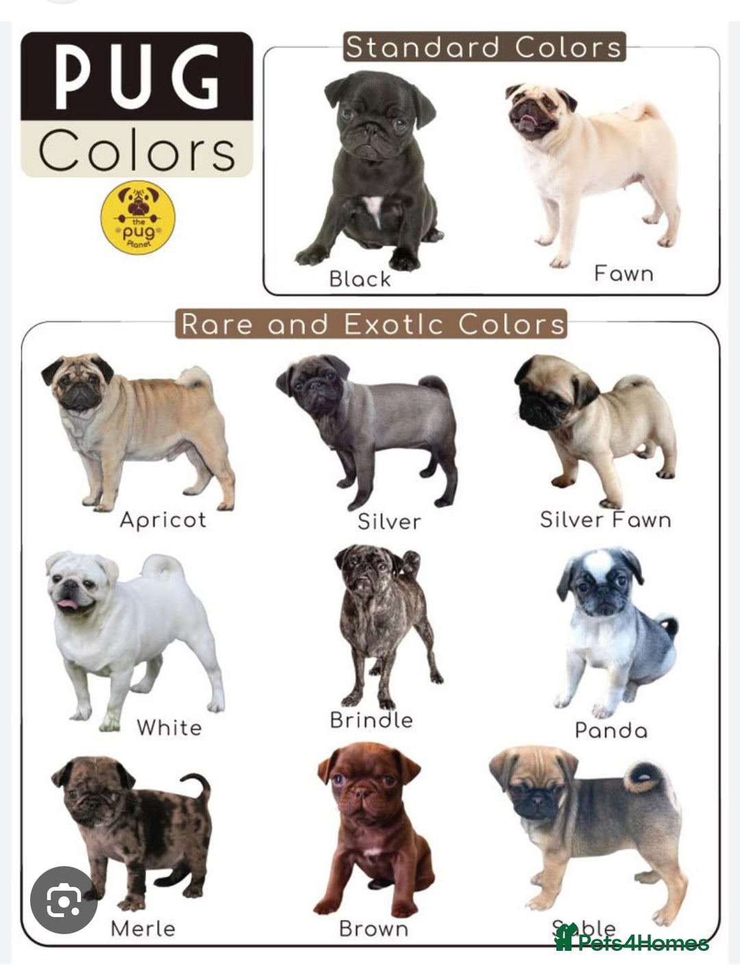 Pug dogs for sale: Pug Puppies  - Image 19