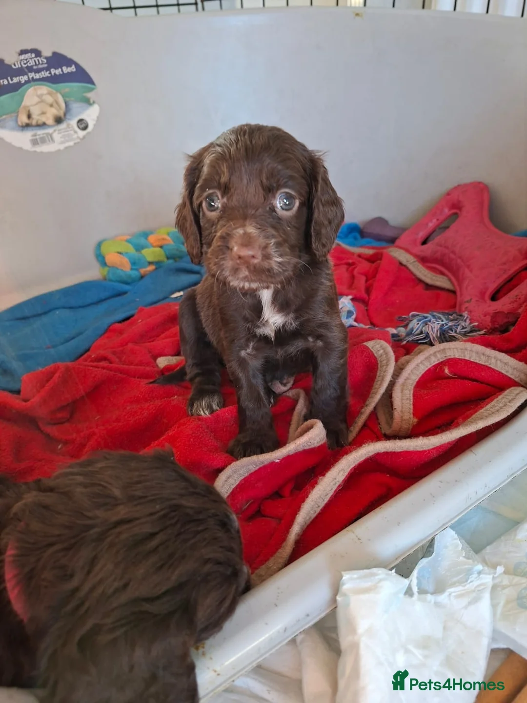 Cocker Spaniel dogs for sale: 5 month old Chocolate Cocker Spaniel in Billingham - Advert 2