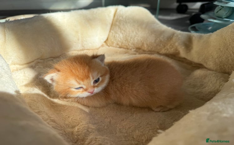 British Shorthair cats - Advert 1