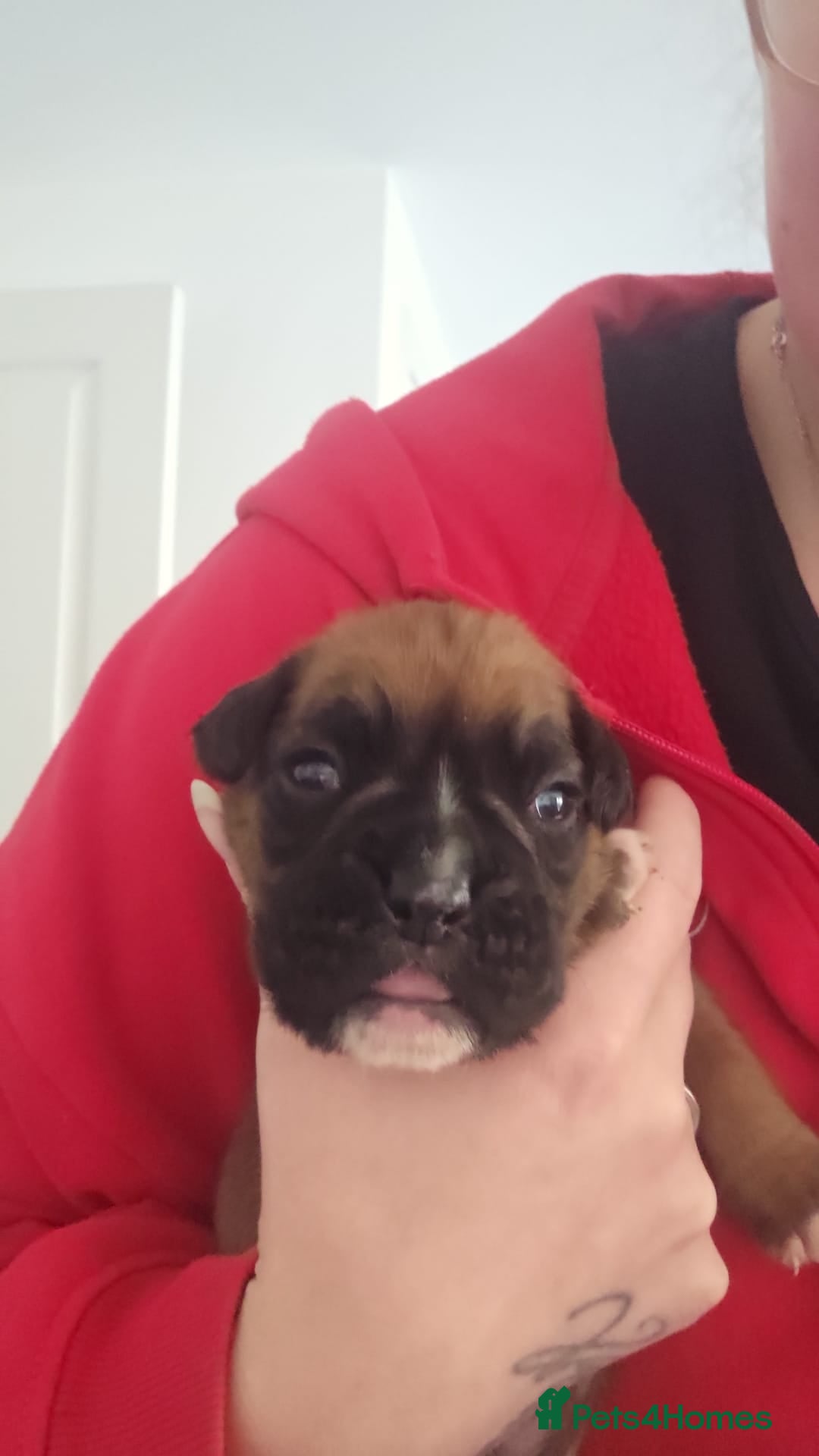 Boxer dogs for sale: Boxer babies - Advert 21
