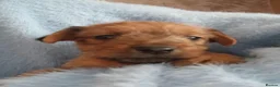 Patterjack dogs for sale: Patterjacks - Advert 19