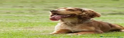 Cocker Spaniel dogs for sale: Stunning Show Cocker Spaniel Litter ready July in Northampton - Advert 14