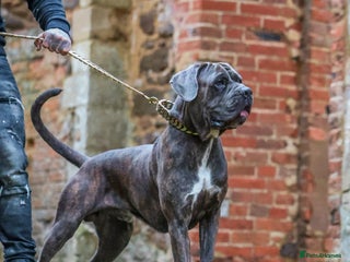 Cane Corso dogs - Advert 10