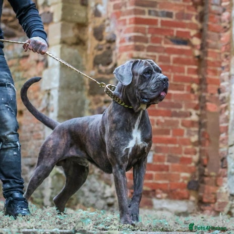 Cane Corso dogs - Advert 1