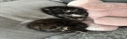 Mixed Breed cats for sale: 2 Maine coone/siberian kittens for sale  - Advert 15