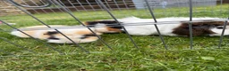 Guinea Pig rodents for sale: Free to good home 3 female Piggies - Advert 3