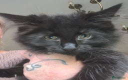 Maine Coon cats for sale: Maine coon cuties  - Image 2