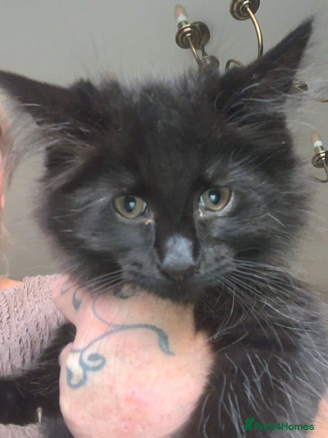 Maine Coon cats for sale: Maine coon cuties  - Image 2