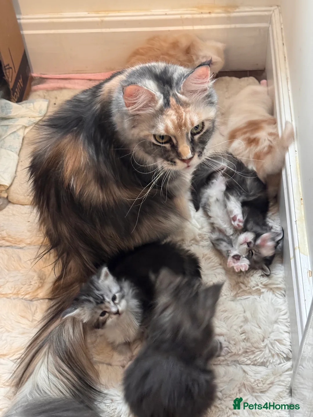 Maine Coon cats for sale: The last Maine Coon Shaded Line kittens pedigrees - Advert 11