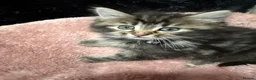 Mixed Breed cats for sale: 🌻Domestic Long-Haired Ready2Go🌻  - Advert 8