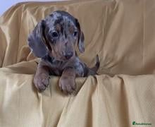 Miniature Dachshund dogs Lovely Mini Dachshunds - Advert 10