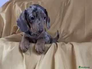 Miniature Dachshund dogs Lovely Mini Dachshunds - Advert 10