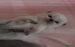 British Shorthair cats for sale: TICA registered colourful littler of BSH kittens  - Image 8