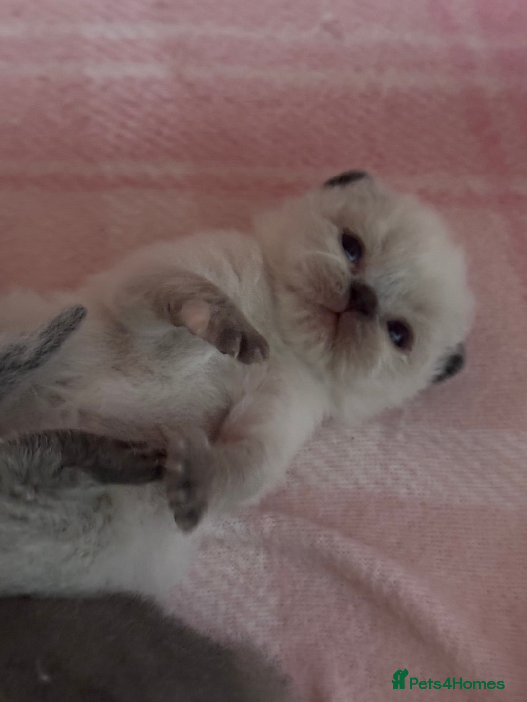 British Shorthair cats for sale: TICA registered colourful littler of BSH kittens  - Image 8