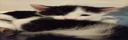 Mixed Breed cats for sale: 4 beautiful mixed kittens - Advert 4