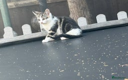 British Shorthair cats for sale: British shorthair kittens  in Nottingham - Image 26