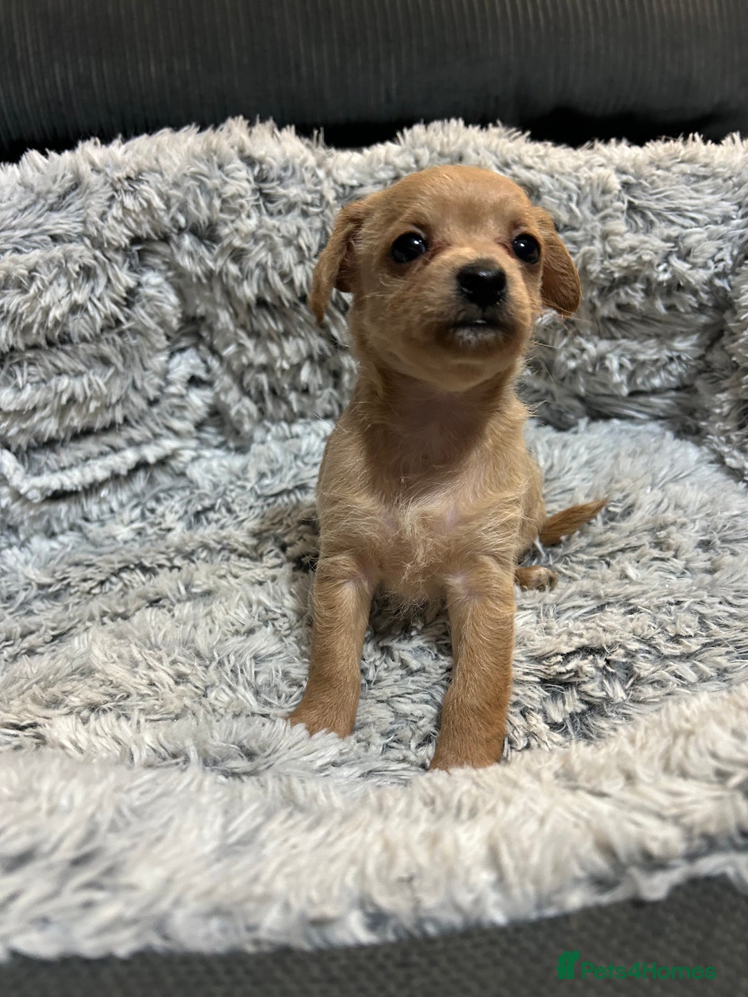 Chipoo dogs for sale: Poochis (poodle chihuahua mix) - Advert 5