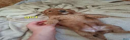 Cockapoo dogs for sale: Cockapoo Puppies PRA Clear! 262 DNA tests clear!KC - Advert 10