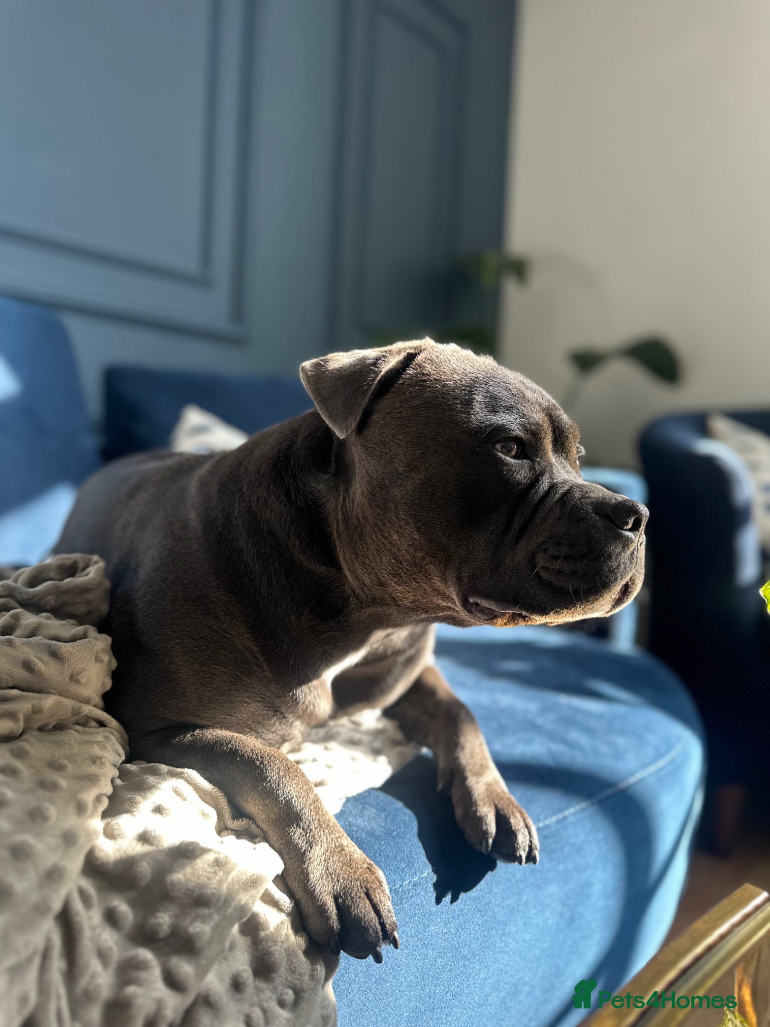 Staffordshire Bull Terrier dogs for stud: Blue Staffordshire Bull Terrier for Stud in Dundee - Advert 4