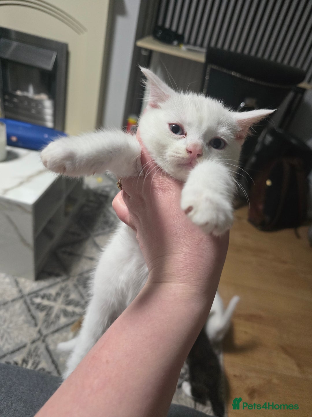 Mixed Breed cats for sale: 2 white kittens and 1 3-coloured for sale - Advert 9