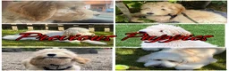 Australian Labradoodle dogs for sale: Top Quality Litter Australian Labradoodle Puppies  - Advert 13