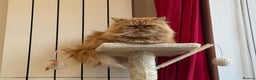 Persian cats for sale: Pedigree Persian Kittens- Rare & Beautiful Colours - Advert 4