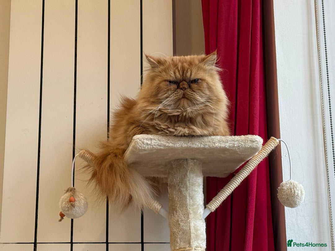 Persian cats for sale: Pedigree Persian Kittens- Rare & Beautiful Colours - Advert 4