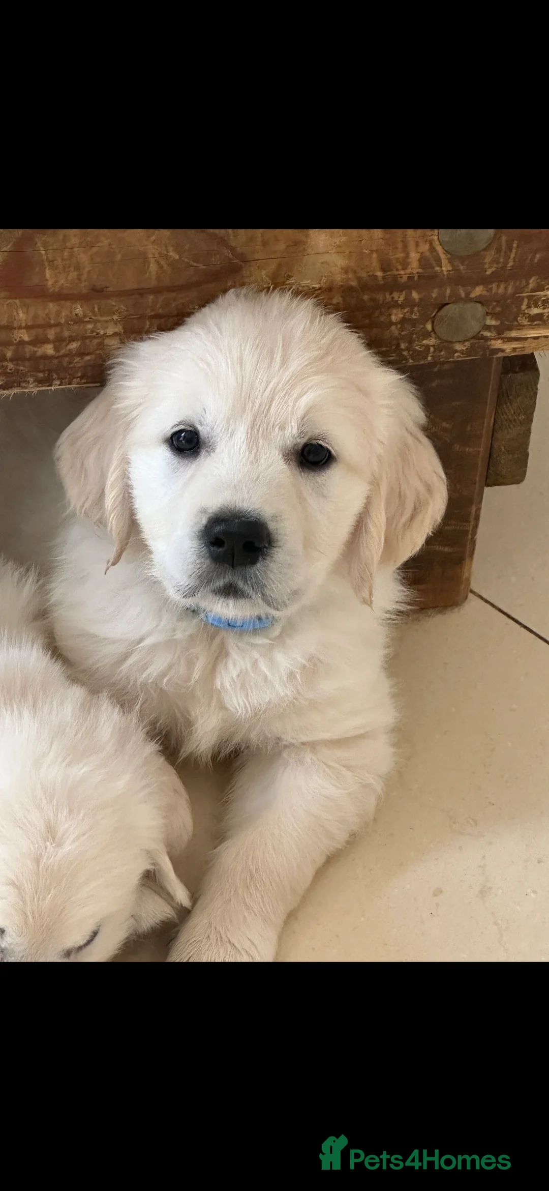 Golden Retriever dogs for stud: STUD KC FULLY HEALTH TESTED PROVEN TRAMIN IMPORT  in Blackpool - Advert 6