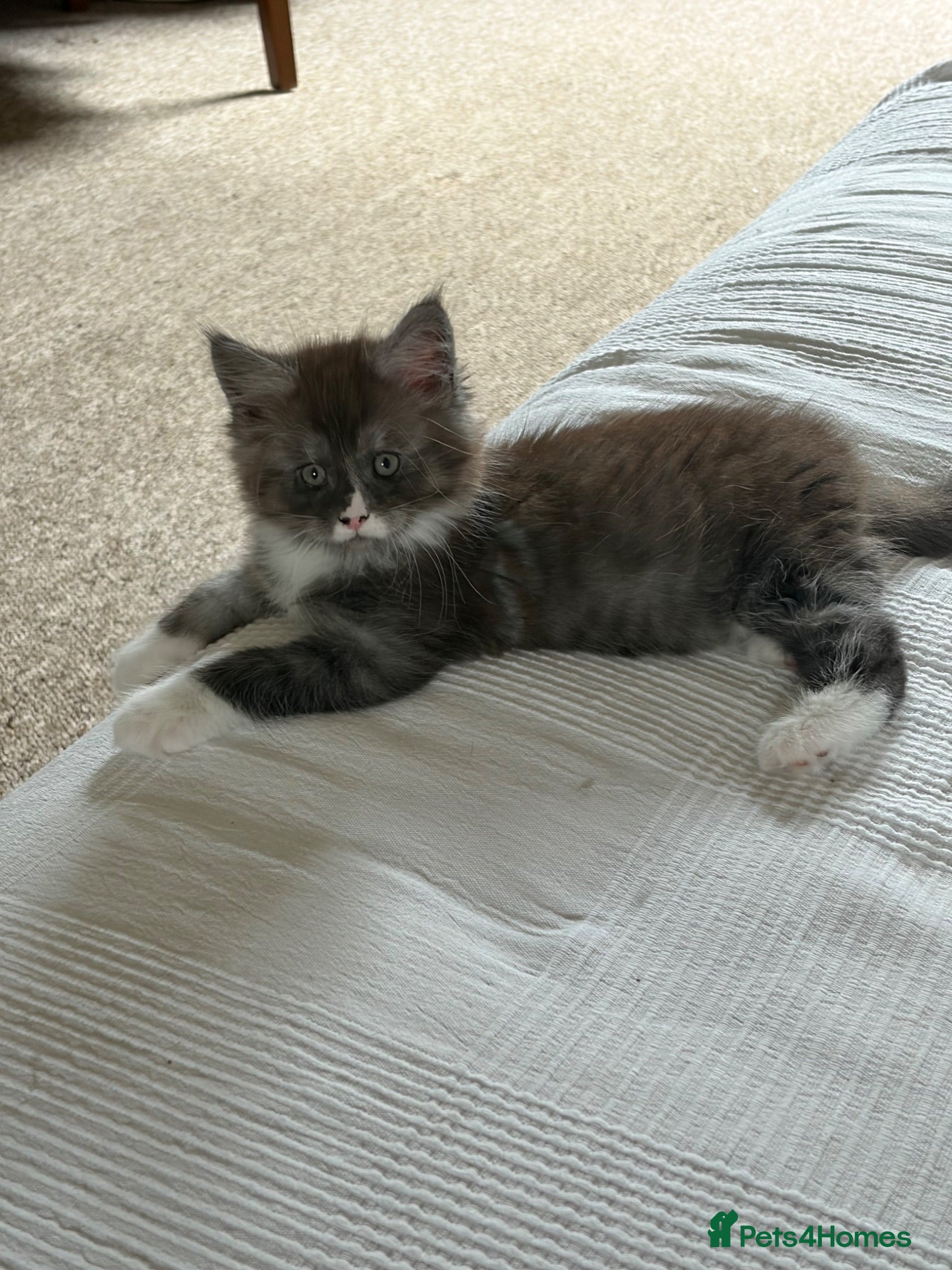 Maine Coon cats Maine coon kitten - Advert 1