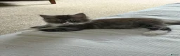 Maine Coon cats for sale: Maine coon kitten in Keighley - Advert 1