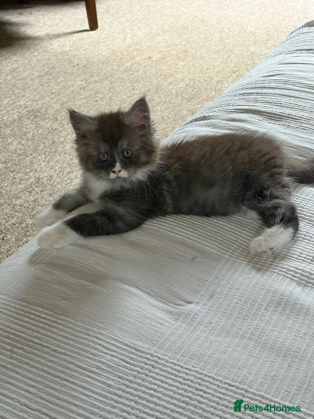 Maine Coon cats for sale: Maine coon kitten in Keighley - Advert 1