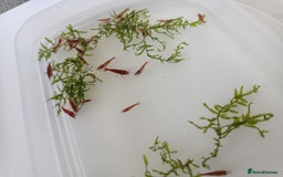 Shrimps fish for sale: Red Cherry Shrimp for sale!! 🦐 - Image 4