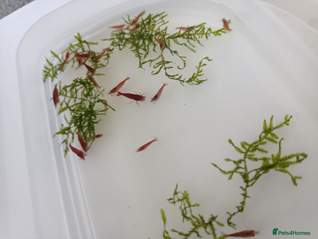 Shrimps fish for sale: Red Cherry Shrimp for sale!! 🦐 - Image 4