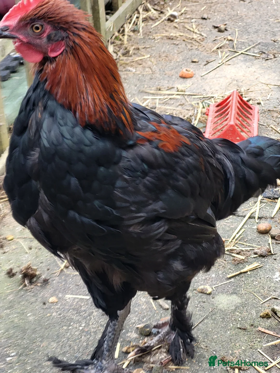 Chickens poultry for sale: Free to good home copper maran cockeral - Advert 2