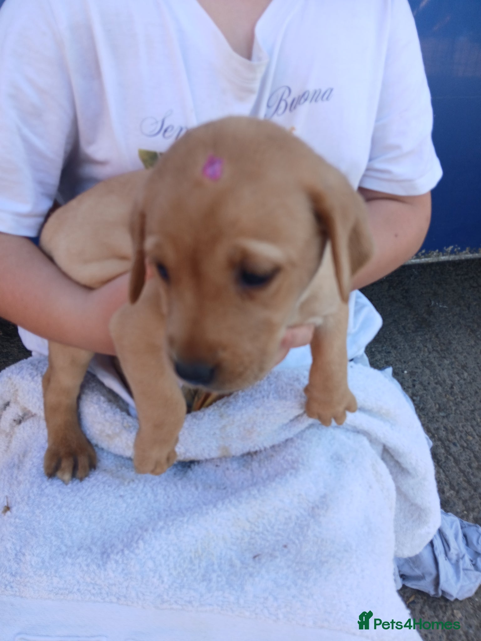 Labrador Retriever dogs for sale: Fabulous litter of golden and fox red lab puppies. - Advert 26
