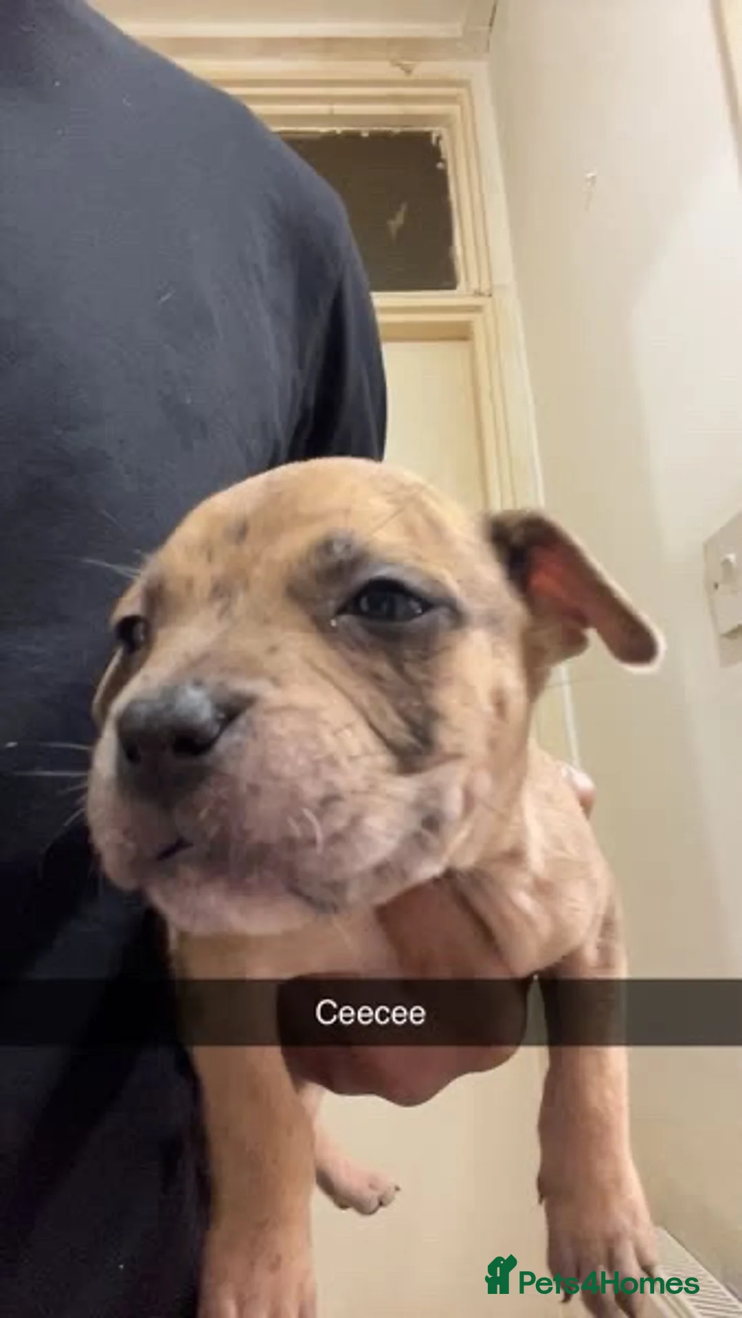 Mixed Breed dogs for sale: Mixed breed puppies for sale  - Advert 1