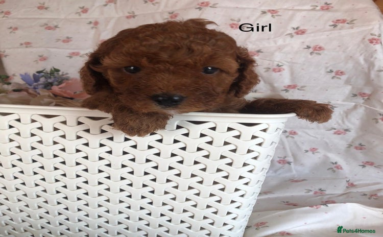Cavapoo dogs - Advert 4