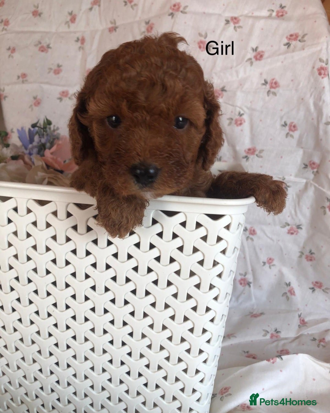 Cavapoo dogs for sale: F1B CAVAPOO PUPPIES  - Image 1