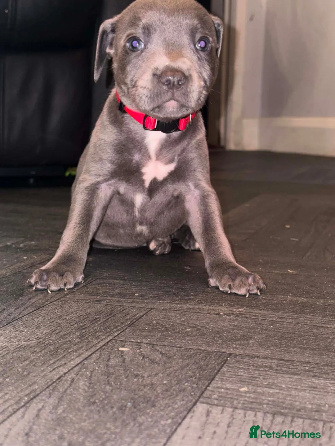 Staffordshire Bull Terrier dogs for sale: READY NOW! Beautiful KC Staffy Puppies - Advert 1