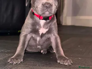 Staffordshire Bull Terrier dogs Stunning Blue Staffordshire Bull Terrier Puppies - Advert 3