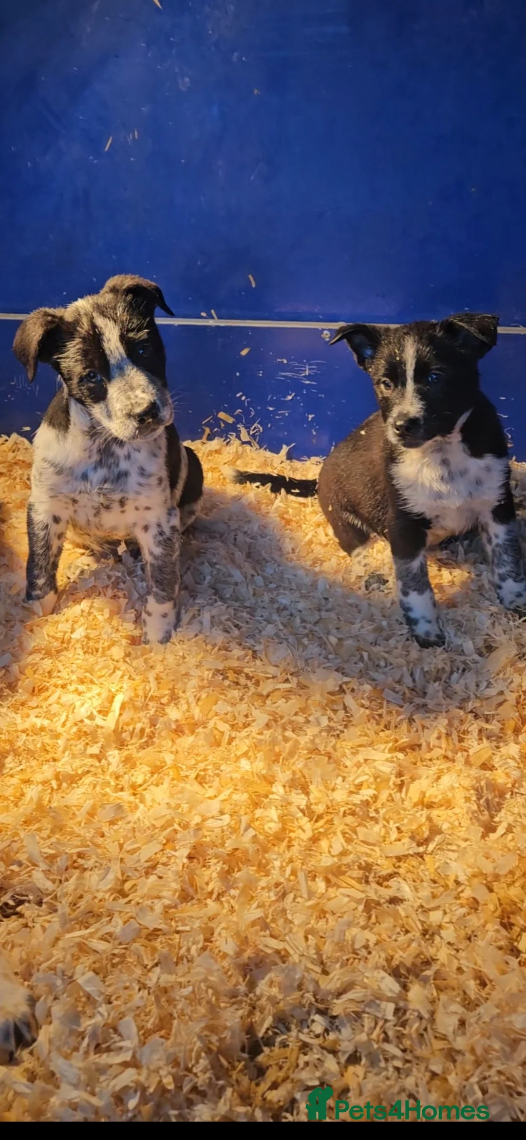 Mixed Breed dogs for sale: AUSTRALIAN CATTLE DOG X COLLIE PUPPIES - Advert 17