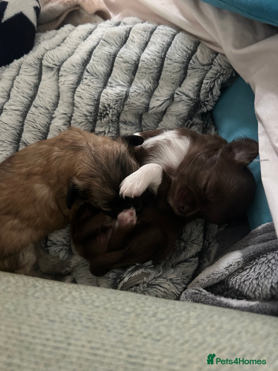 Chihuahua dogs for sale: 2 gorgeous girls for sale ❤️ - Advert 8