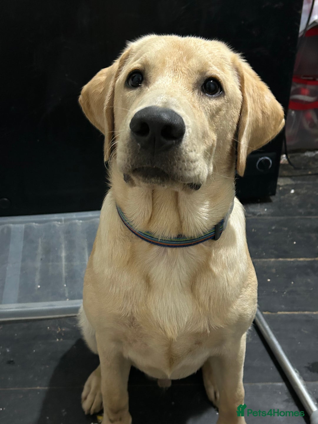 Labrador Retriever dogs for sale: Labrador male  - Advert 1