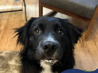 Mixed Breed dogs Meet Jack, currently residing in Northamptonshire in Wellingborough - Advert 1