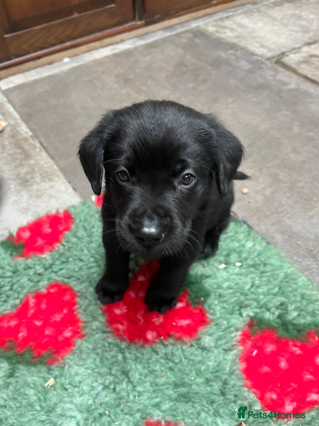 Labrador Retriever dogs for sale: 🐾 Ready 13th Oct. KC vet approved only 3 left 💕 - Image 34