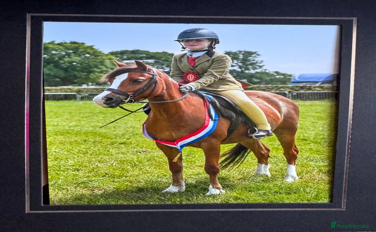 Welsh Section A horses - Advert 1