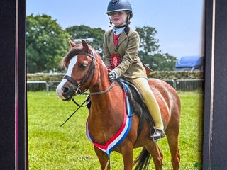 Welsh Section A horses - Advert 1